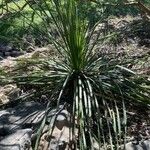 Dasylirion texanum Plante entière