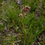 Valeriana celtica Elinympäristö