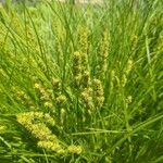 Carex vulpinoidea Flor