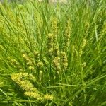 Carex vulpinoidea Blomma