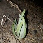 Dudleya densiflora Hoja