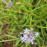 Pentanisia ouranogyne Flor