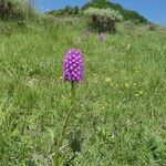 Anacamptis pyramidalis Habitus