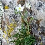 Minuartia capillacea Kvet