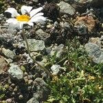 Leucanthemopsis alpina その他の提案