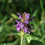 Prunella vulgarisFlower