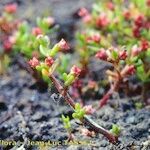 Crassula vaillantii Hábito