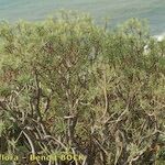 Euphorbia piscatoria Hábito