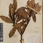 Pieris formosa Mosusu