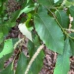 Castanea pumila 葉