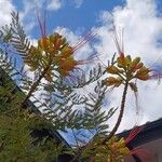 Erythrostemon gilliesii फूल