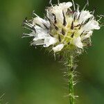 Dipsacus pilosus Flower