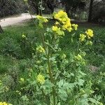 Brassica juncea Hábito