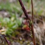 Agrostis pilosula 花