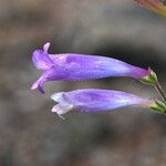 Penstemon scapoides ᱵᱟᱦᱟ