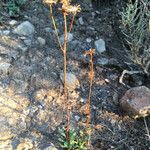 Senecio auricula subsp. sicoricusFlor