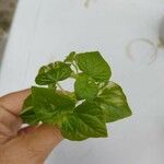 Peperomia pellucida 葉