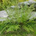 Athyrium filix-femina Natur