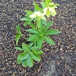 Helleborus viridis Virág