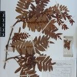 Sorbus foliolosa Other