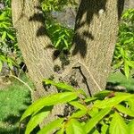 Acer mandshuricum Rinde