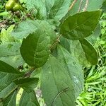 Rotheca myricoides पत्ता