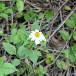 Bidens alba Pokrój