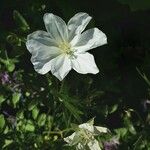 Geranium rivulare Квітка