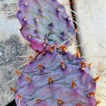 Opuntia phaeacantha Liść