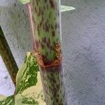 Reynoutria × bohemica Bark