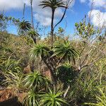 Dracophyllum verticillatum ᱥᱟᱠᱟᱢ