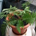 Dryopteris oligodonta Vivejo