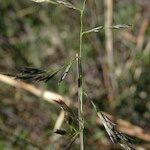 Kengia serotina Flor