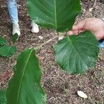 Coccoloba caracasana Hoja