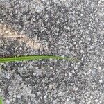 Kyllinga brevifolia Leaf