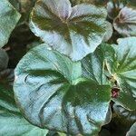 Begonia cucullata cv. 'Doublet Rose Pink' Blatt