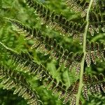 Athyrium filix-femina Fruit