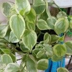 Peperomia scandens Leaf