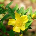 Hypericum × hidcoteense Flower