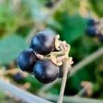 Solanum chenopodioides Fruit