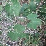 Kedrostis leloja Leaf