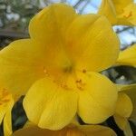 Rhododendron aurigeranum Flower