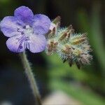 Phacelia distans Flower