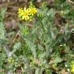 Senecio vernalis Floare