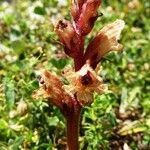 Orobanche alba Blüte