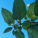 Salvia involucrata Hoja