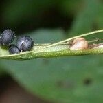 Cleoserrata serrata Kabuk