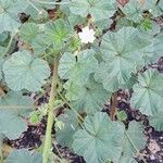 Malva neglecta Habit