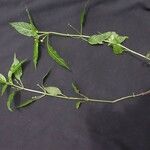 Mercurialis leiocarpa Otro