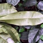 Rhabdophyllum welwitschii Leaf